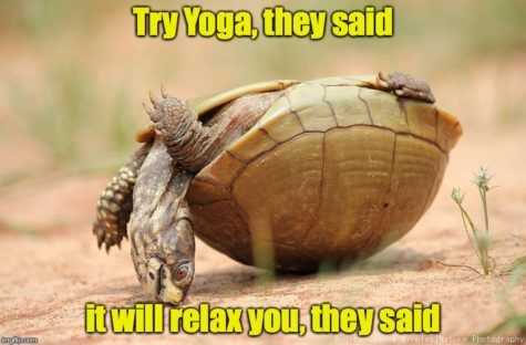 36 Hilarious and Silly Animal Memes | funny yoga 36 Hilarious and Silly Animal Memes