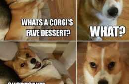Animal Shortcake