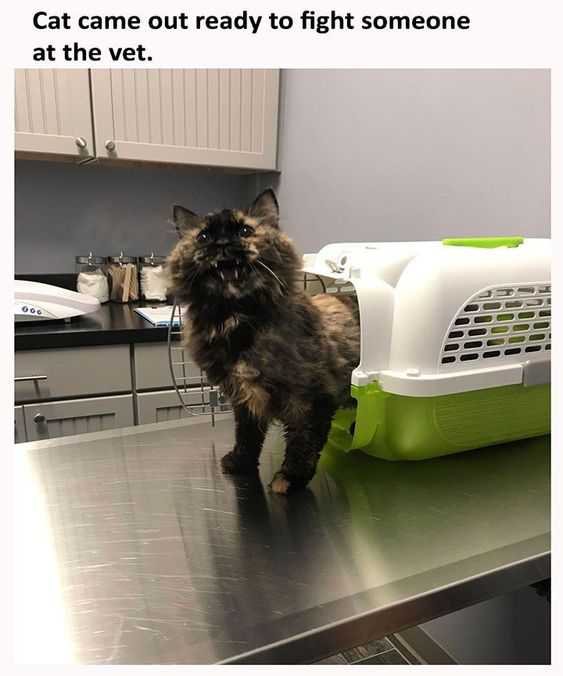 Funny Cat Came Out