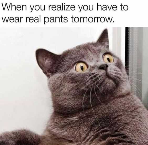 meme of a cat looking shocked captioned when you realize you have to wear real pants tomorrow.