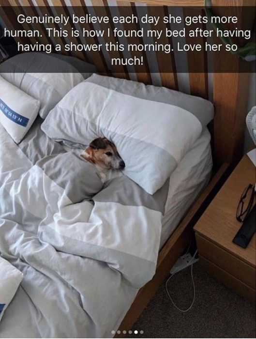 Funny Stolen Bed