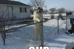 Funny Sup