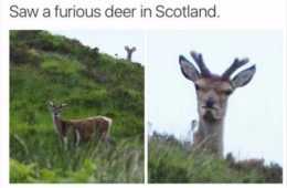 Snap Furious Deer
