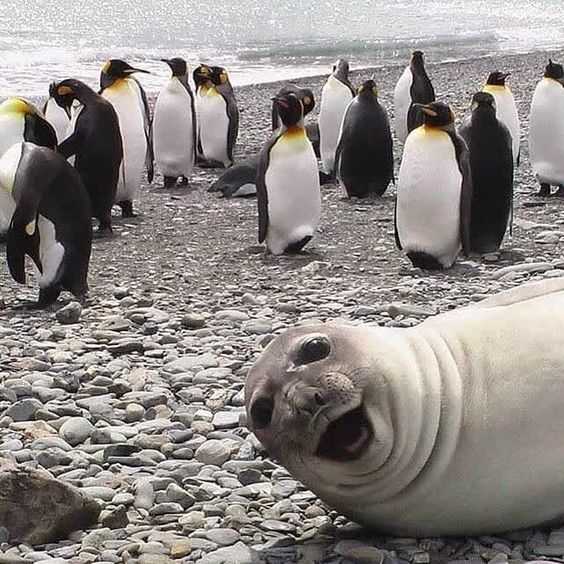 Angry Smile Penguin