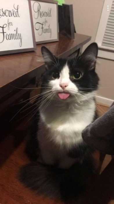 Funny Blep