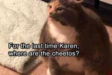 Funny Cat Cheetohs