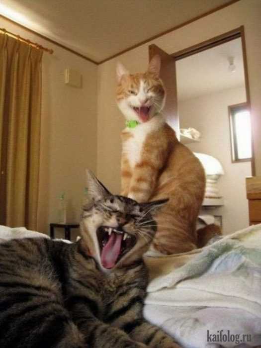 Funny Cat Smile