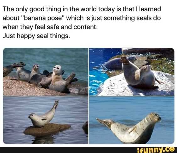 funny happy seal