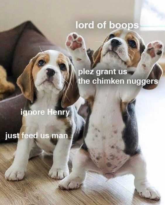 funny lord of boops