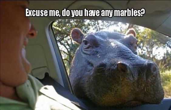 funny marbles hippo