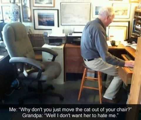 funny move cat