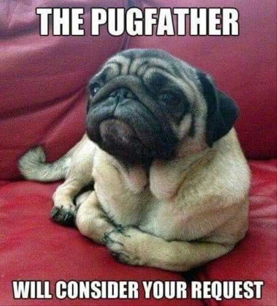 funny pugfather