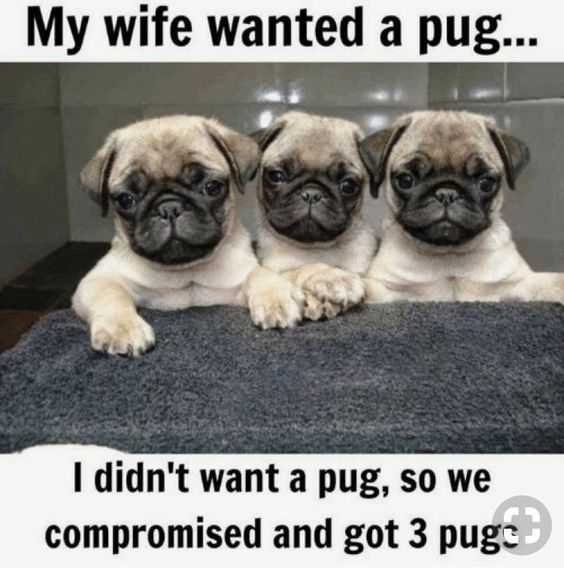 funny wife wanted pug