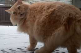 Funny Cat Snow Paw