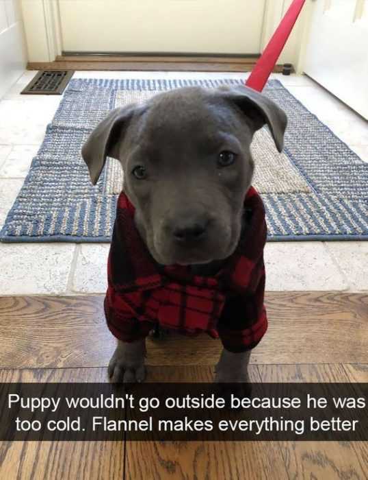 Funny Flannel Now