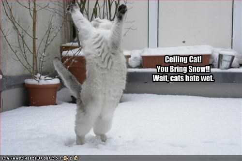 Funny Wait Cats