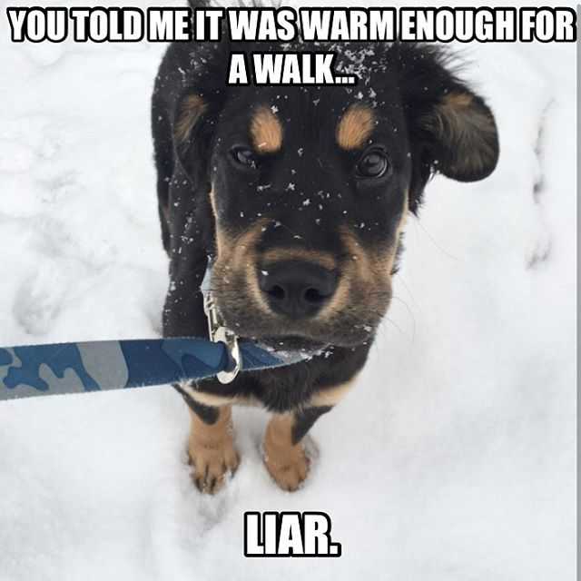 35 Funny Animals Who Are Definitely Not Ready for Winter