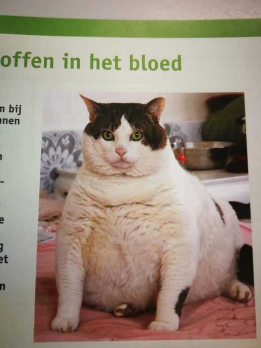 funny-absolute-unit