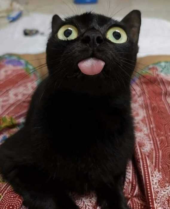 funny black cat blep