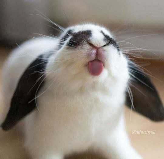 funny bunnies blep