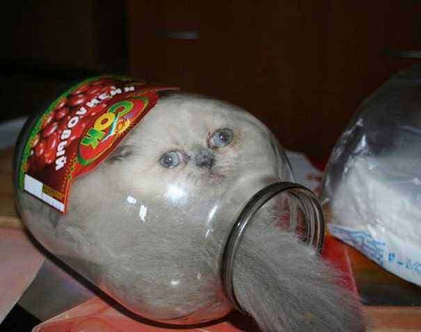 funny cat jar