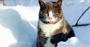 funny cat snow blep