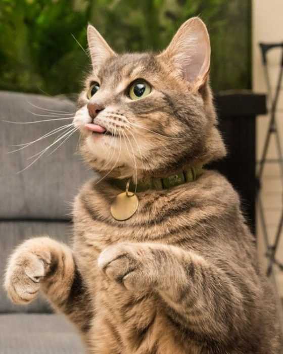 funny cat with blep