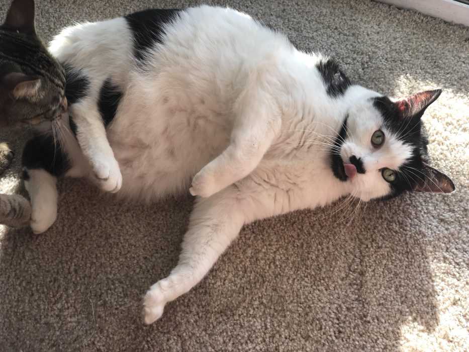 funny chonky blep 1