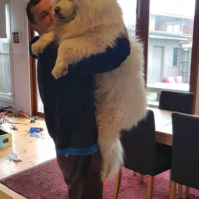 funny-chonky-dog