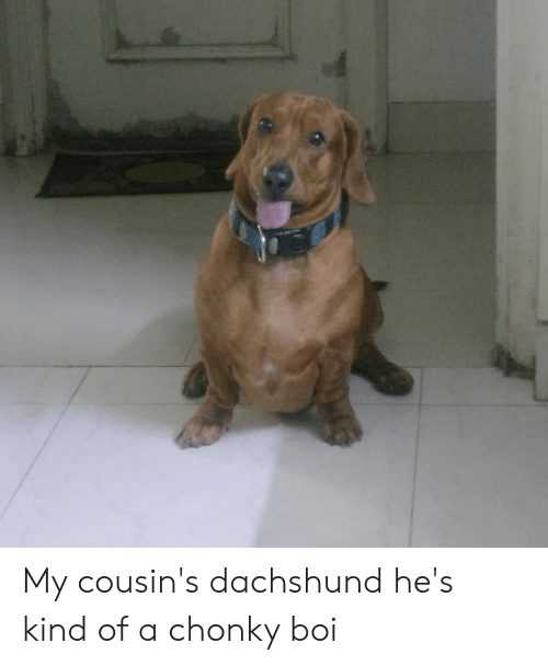 funny-chonky-doxie