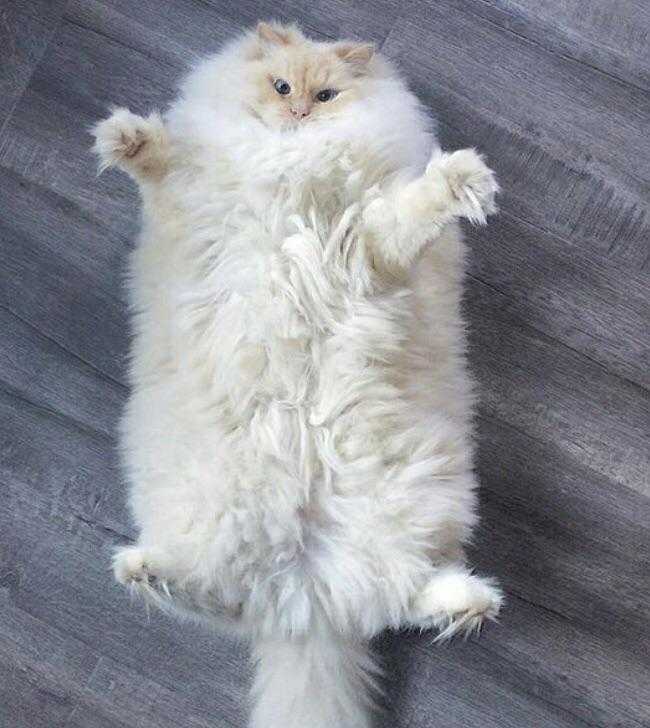 funny chonky fluffy