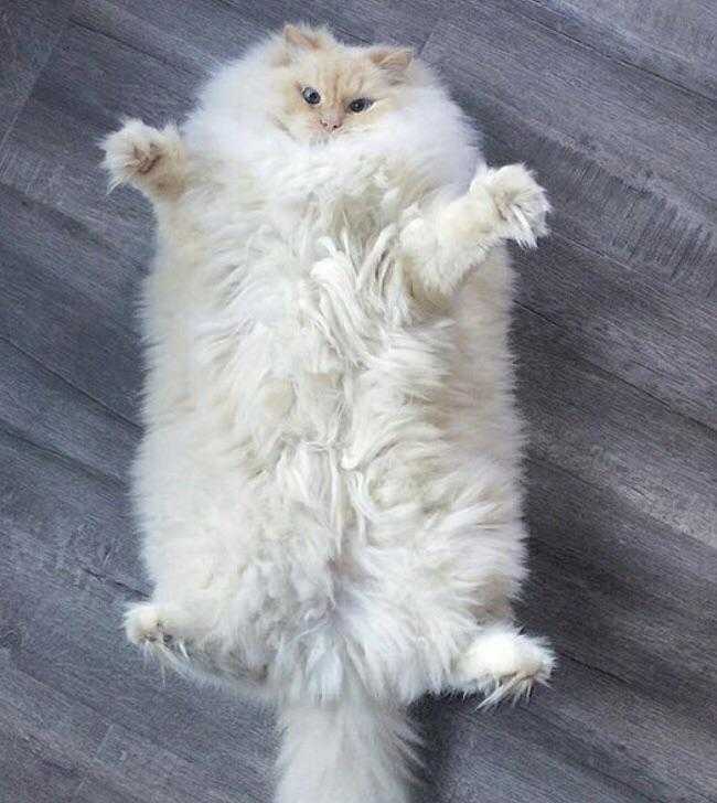 funny-chonky-fluffy