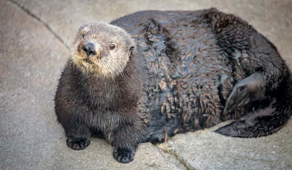funny chonky otter