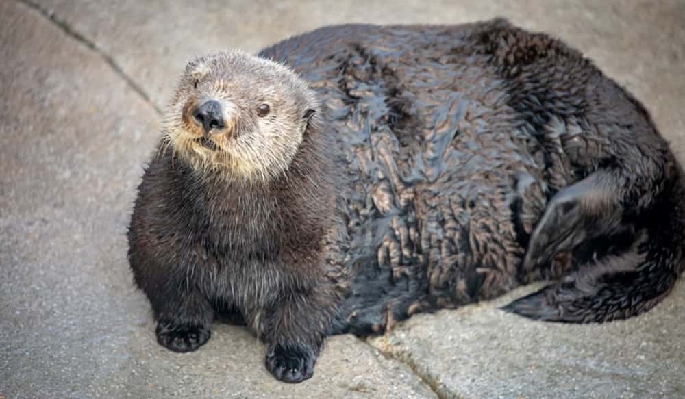 funny-chonky-otter