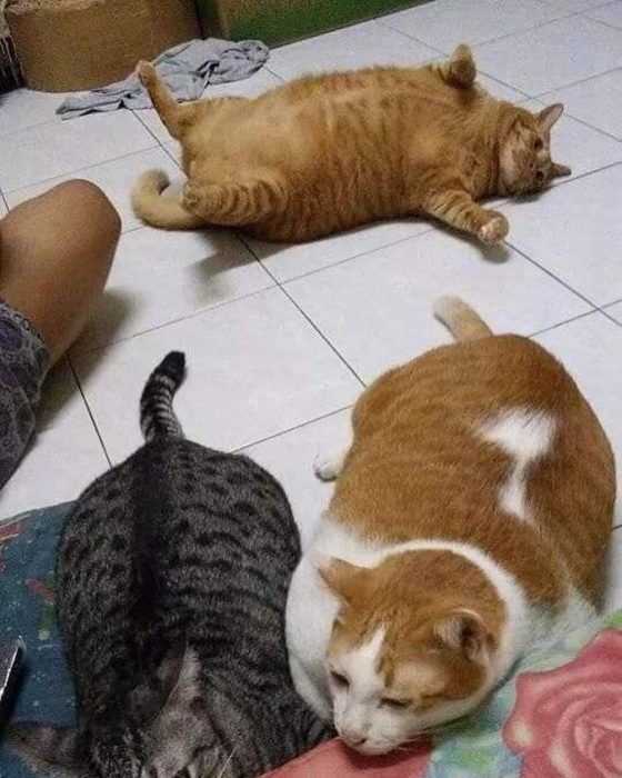 funny chonky1