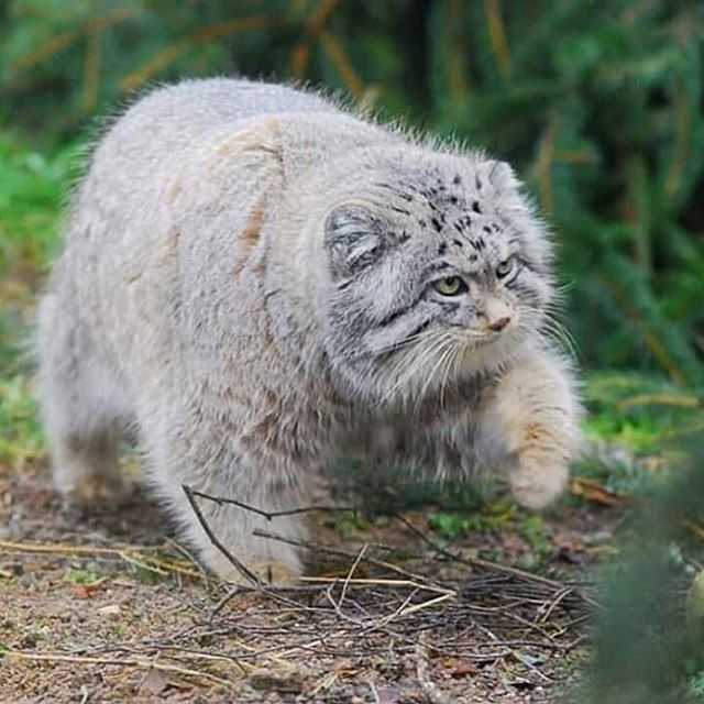 funny-chonkycat-hunt