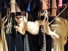 funny closet cat
