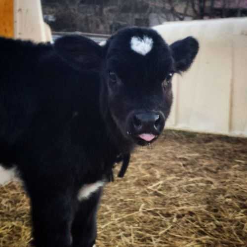 funny cow heart blep