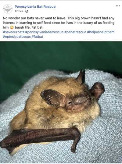 funny-fat-bat