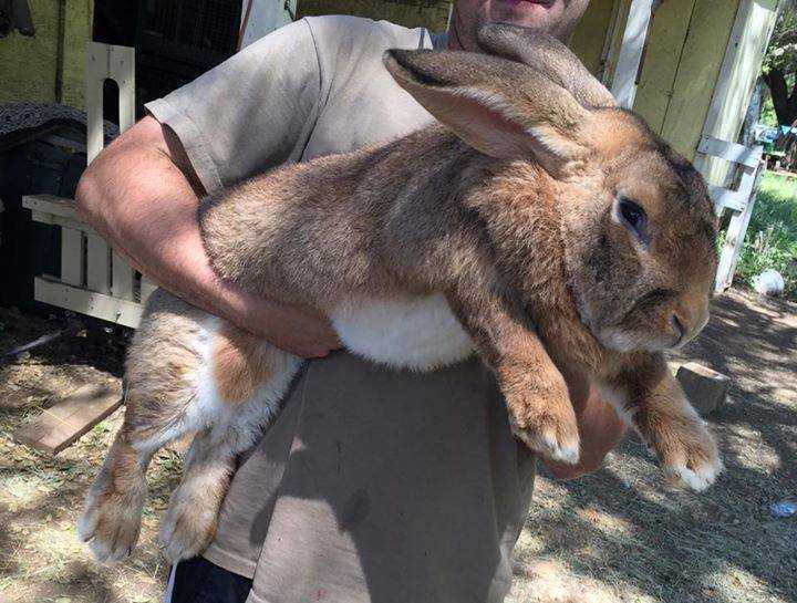 funny fat rabbit