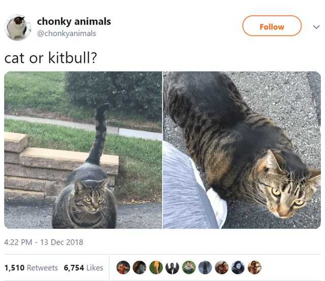 funny kitball