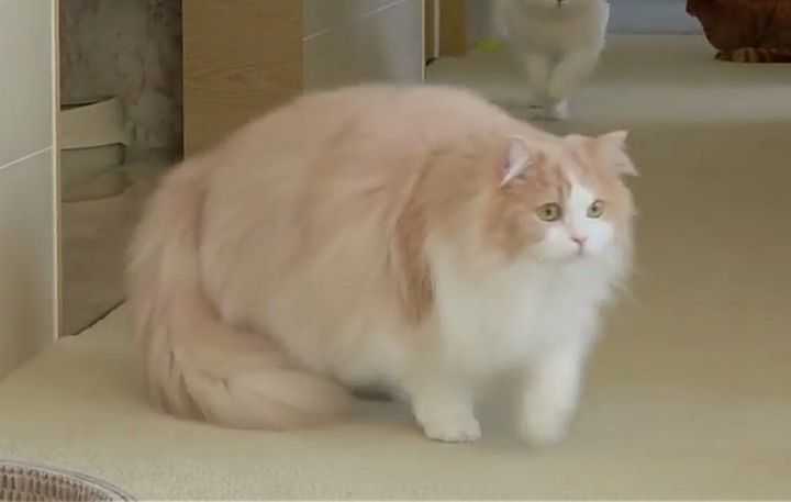 funny orange and white chonk