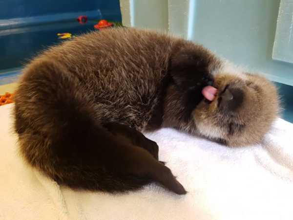 funny otter cuddle blep