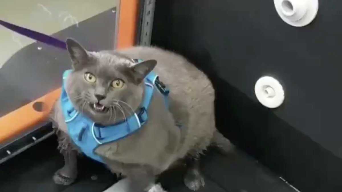 funny russian blue