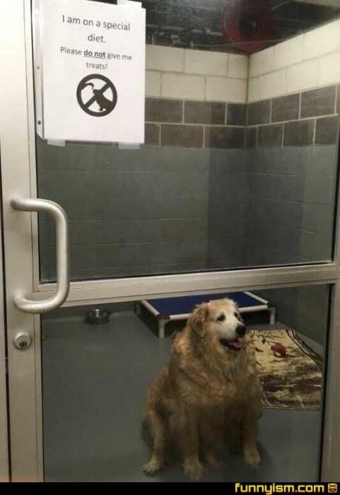 funny-special-det