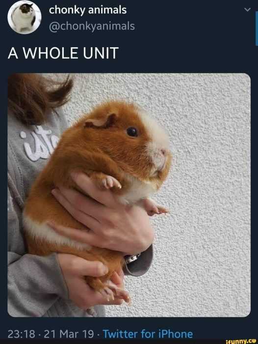 funny whole unit