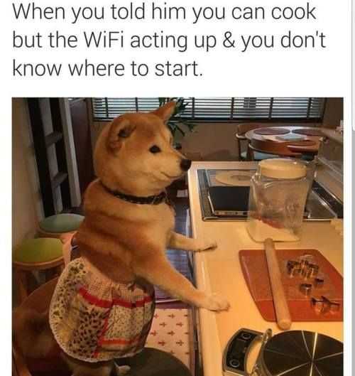 funny wifi dog cook