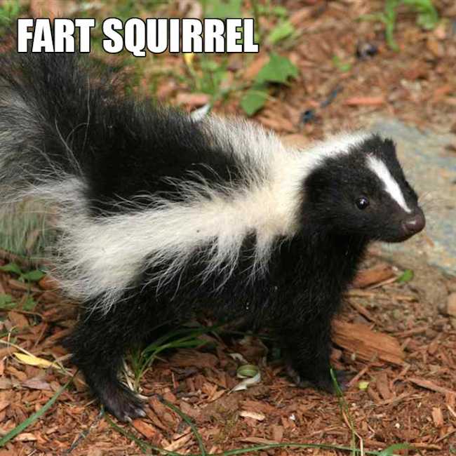 animal fart squirrel
