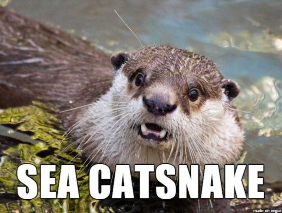 animal sea catsnake