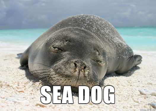 animal sea dog